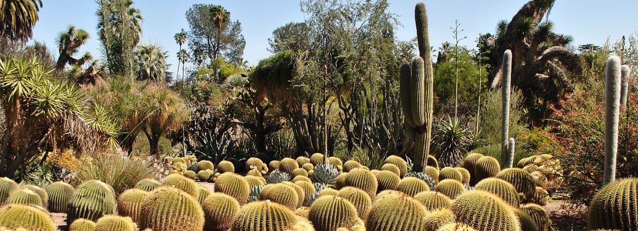 Cactus 2145231 1280 E1706378462495